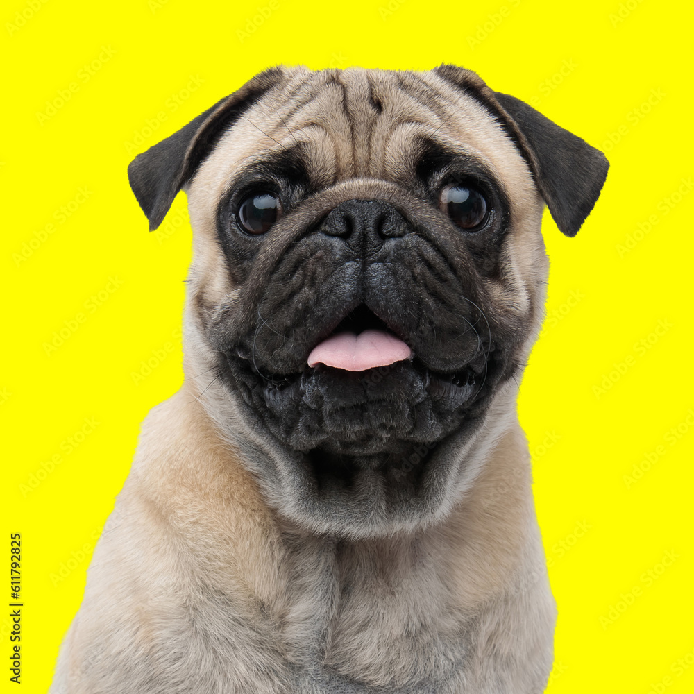 happy pug puppy sticking out tongue, panting and looking forward