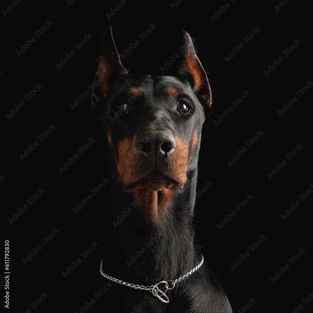 adorable dobermann puppy with silver collar looking up