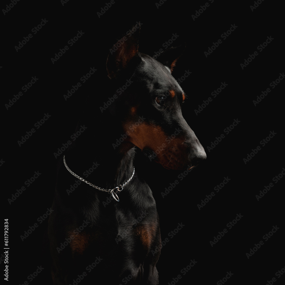 portrait of adorable dobermann dog with silver collar looking to side portrait of adorable dobermann dog with silver collar looking to side