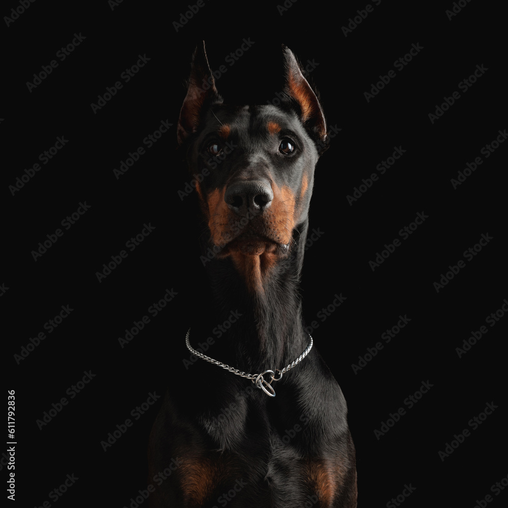 portrait of beautiful dobermann puppy with silver collar looking up