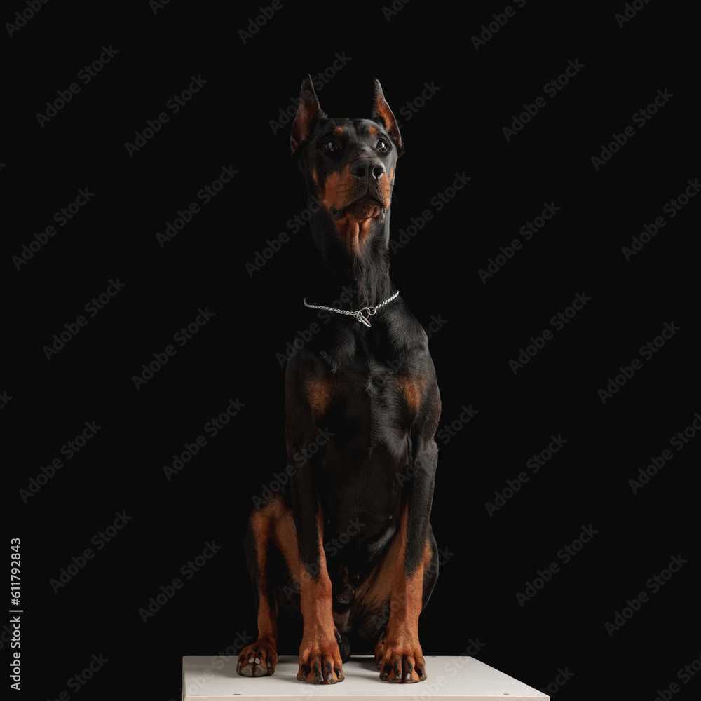 precious dobermann dog with silver collar looking up in an eager way