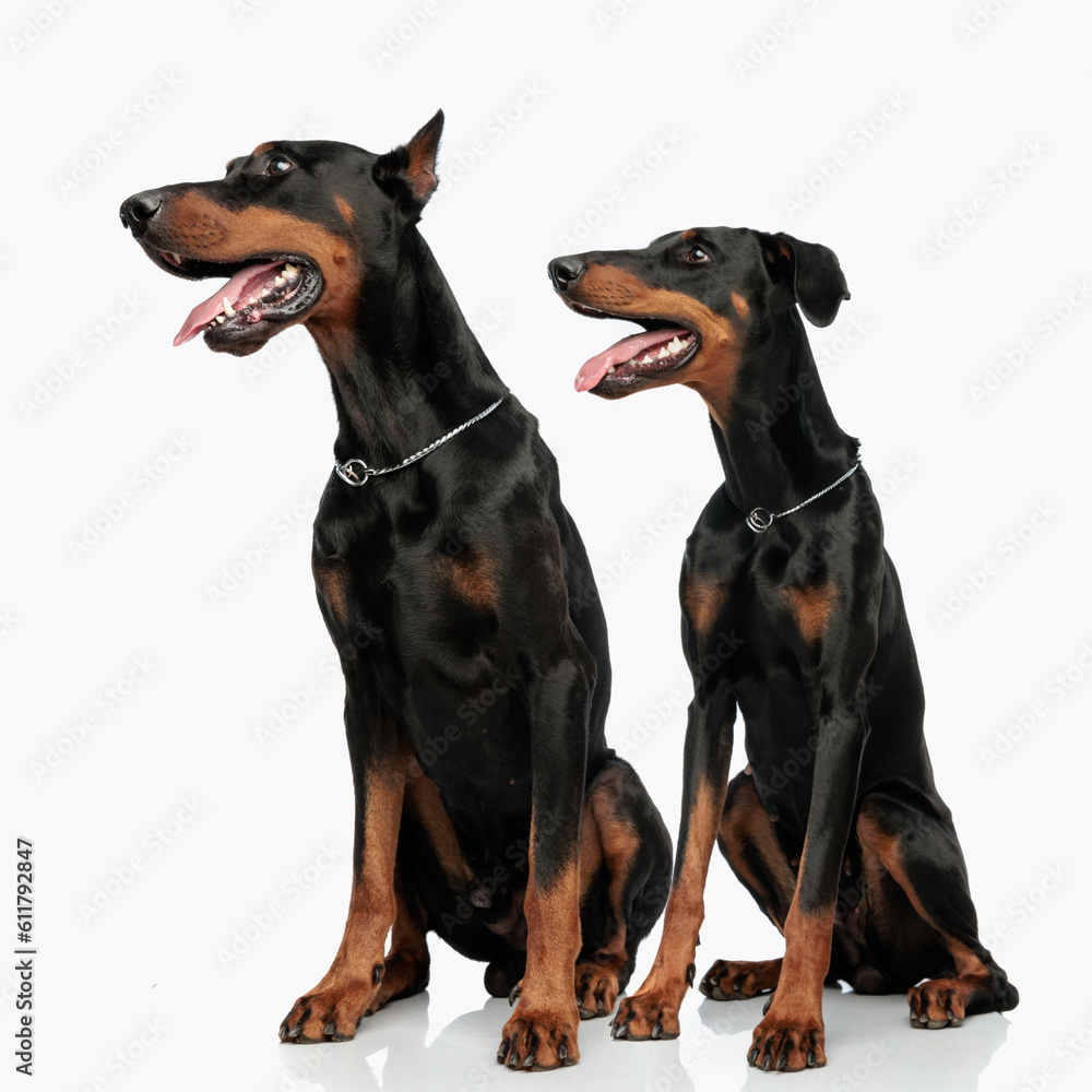 two adorable dobermann puppies sticking out tongue and looking to side