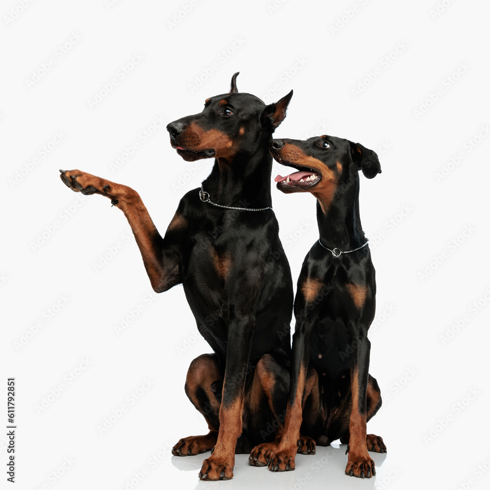 big happy dobermann puppy showing to side to his little brother big happy dobermann puppy showing to side to his little brother