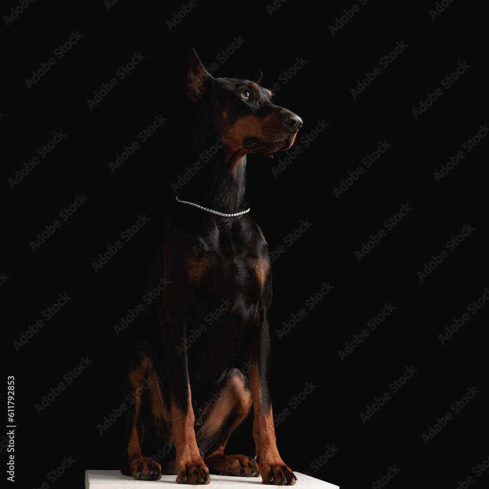 cute dobermann puppy with silver collar looking up side and sitting