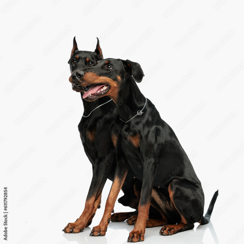 couple of dobermann puppies sitting in front of light grey background couple of dobermann puppies sitting in front of light grey background