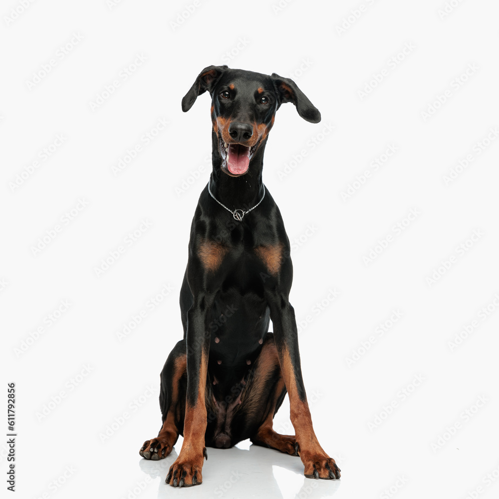 happy dobermann puppy sticking out tongue and panting while sitting