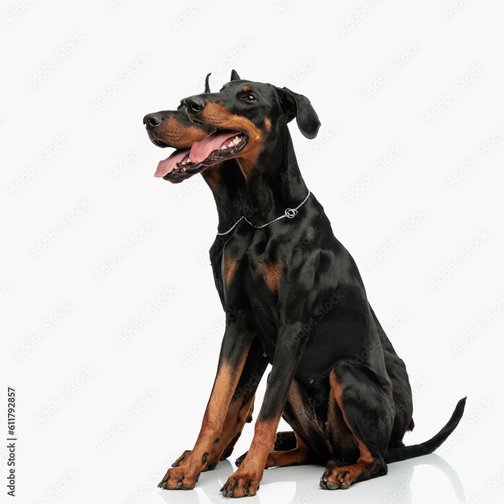 two cute dobermann dogs sticking out tongue and panting