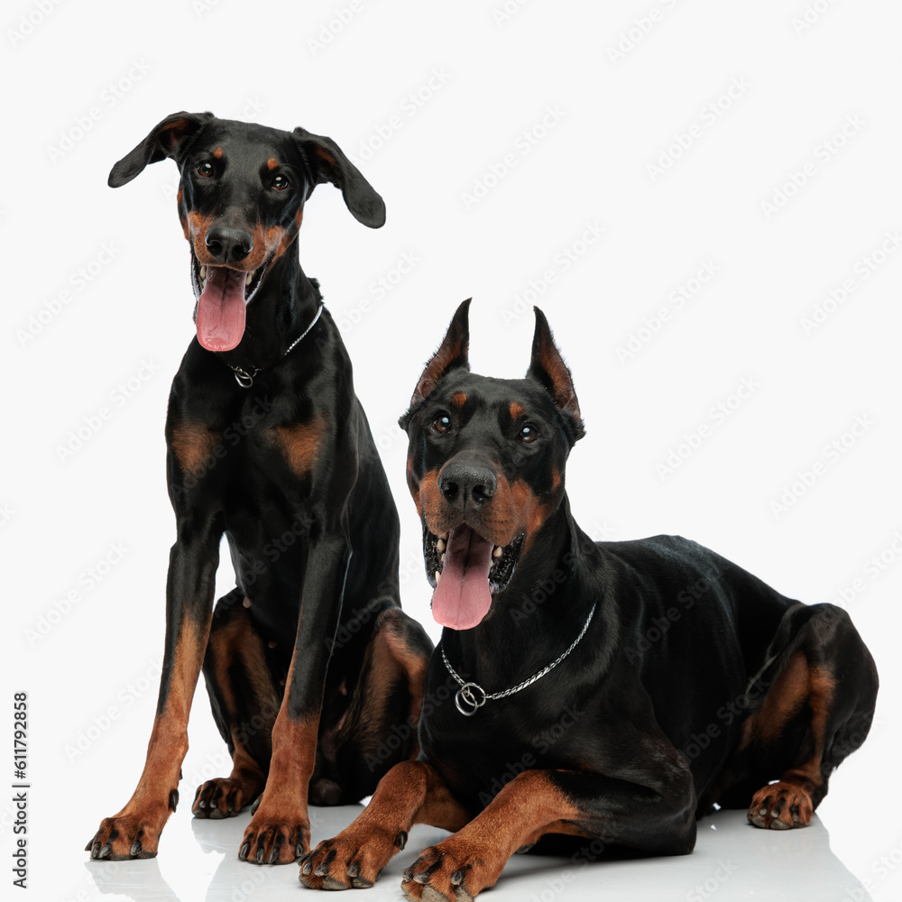 family of two happy dobermann dogs sticking out tongue and panting