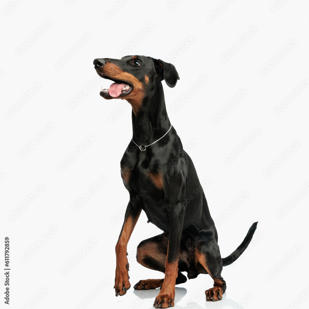 side view of playful dobermann puppy sticking out tongue and looking up side