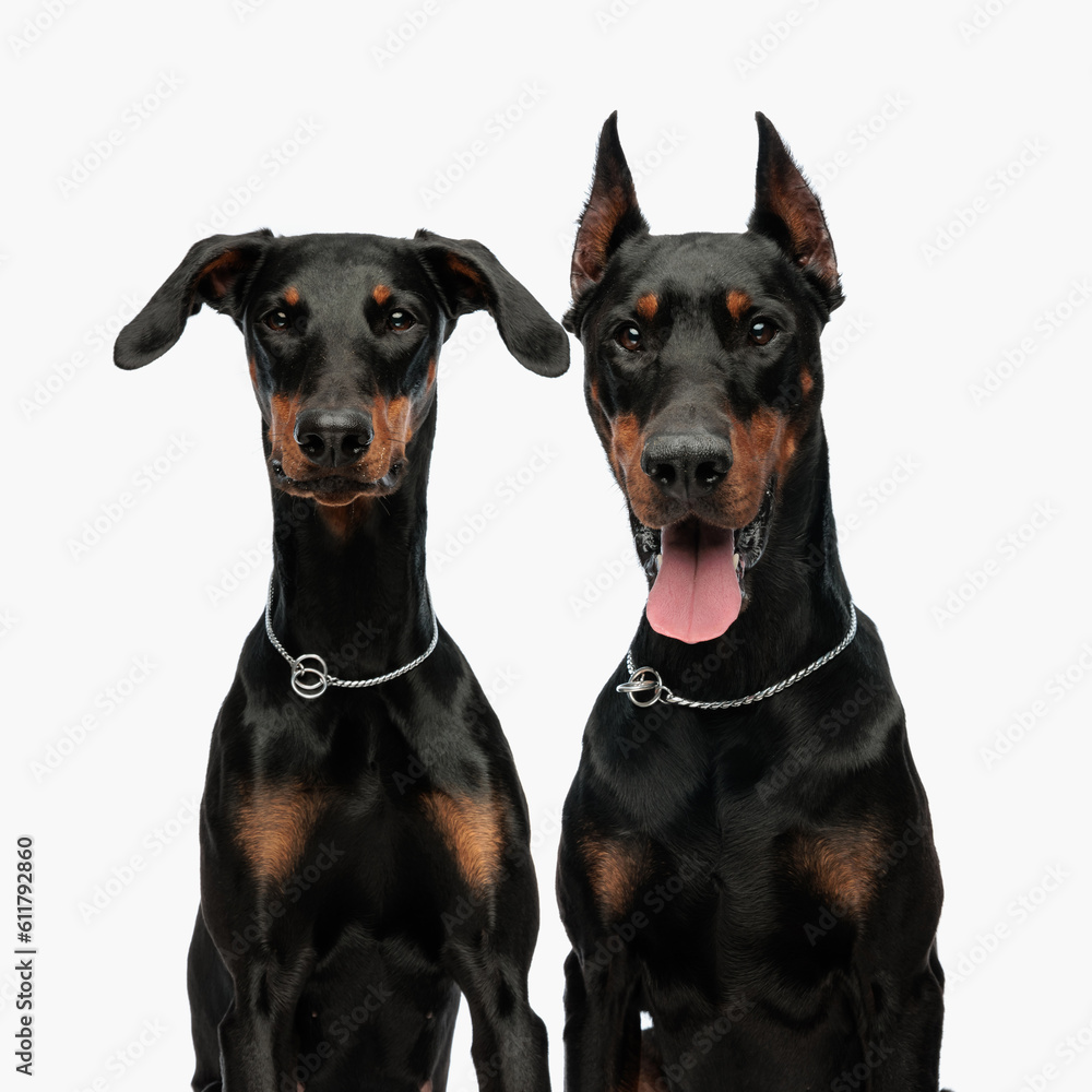 portrait of cute dobermann dog sticking out tongue while sitting next to his brother