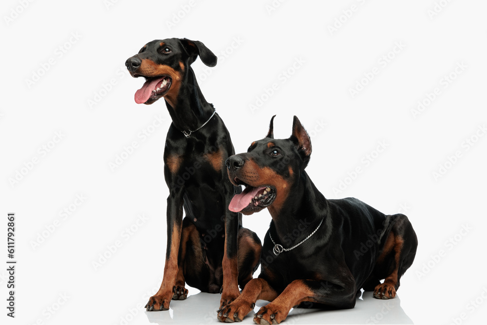 cute couple of two dobermann dogs with tongue out panting