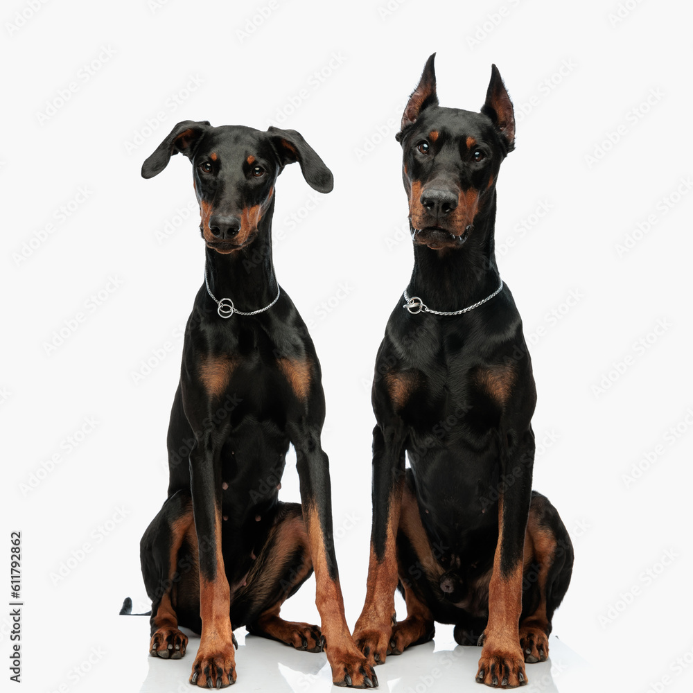 adorable two dobermann puppies sitting and looking forward adorable two dobermann puppies sitting and looking forward
