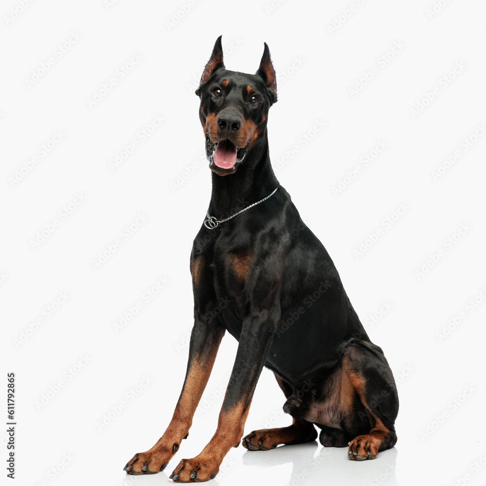 excited dobermann dog sticking out tongue and panting while looking forward