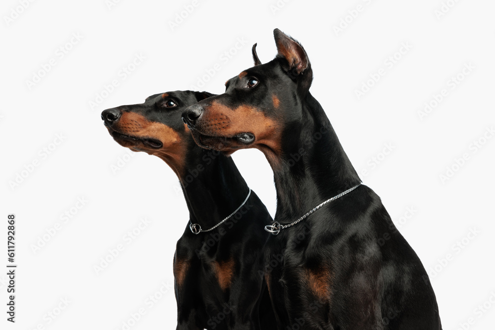 curious couple of dobermann dogs sitting and looking to side