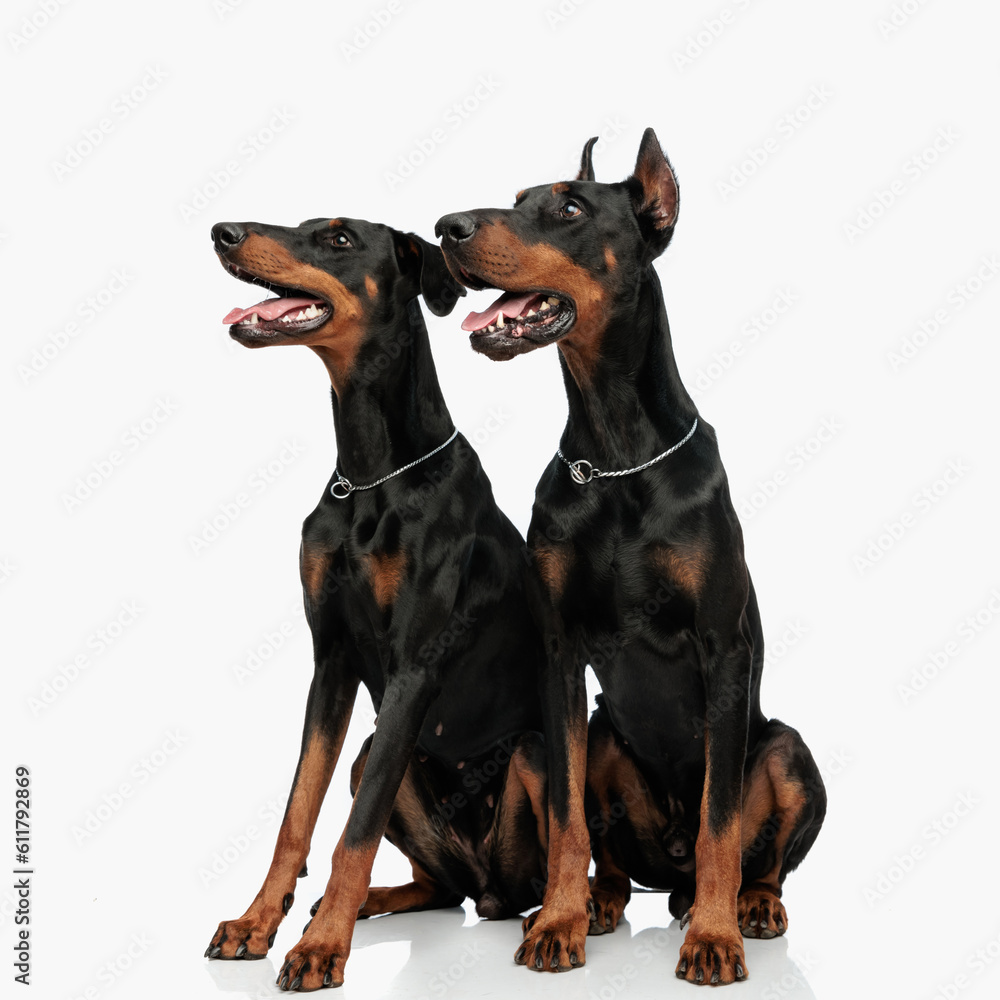 two adorable dobermann dogs sticking out tongue and looking to side