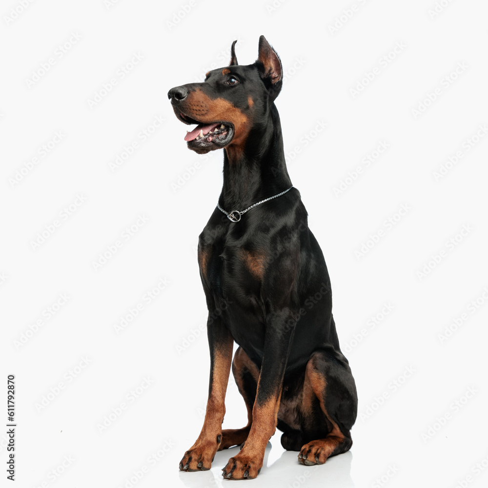 adorable dobermann puppy with silver collar panting and looking to side