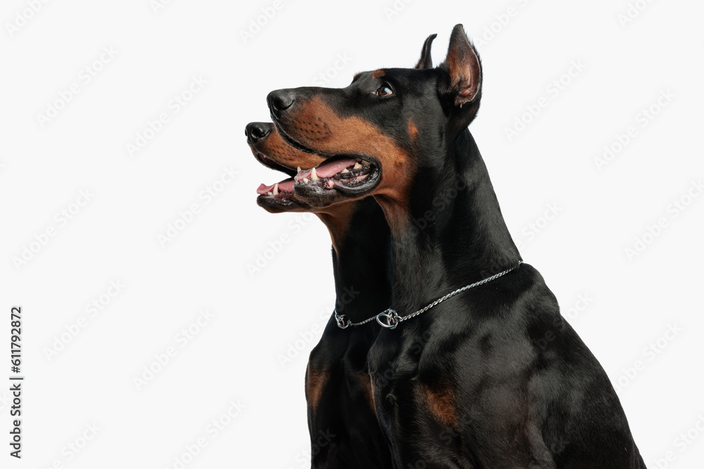 portrait of two dobermann dogs looking up side and panting