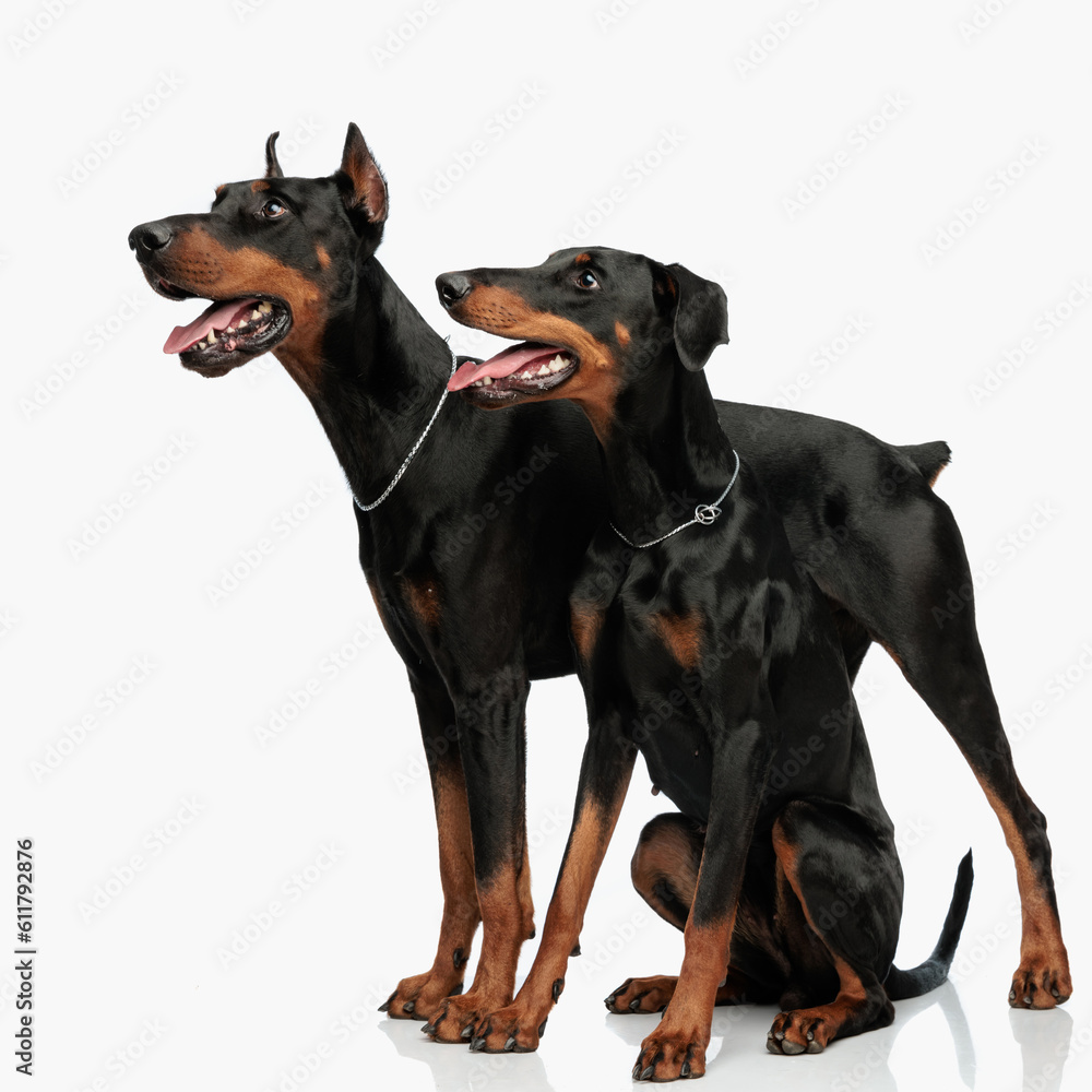 adorable dobermann dogs sticking out tongue and looking to side