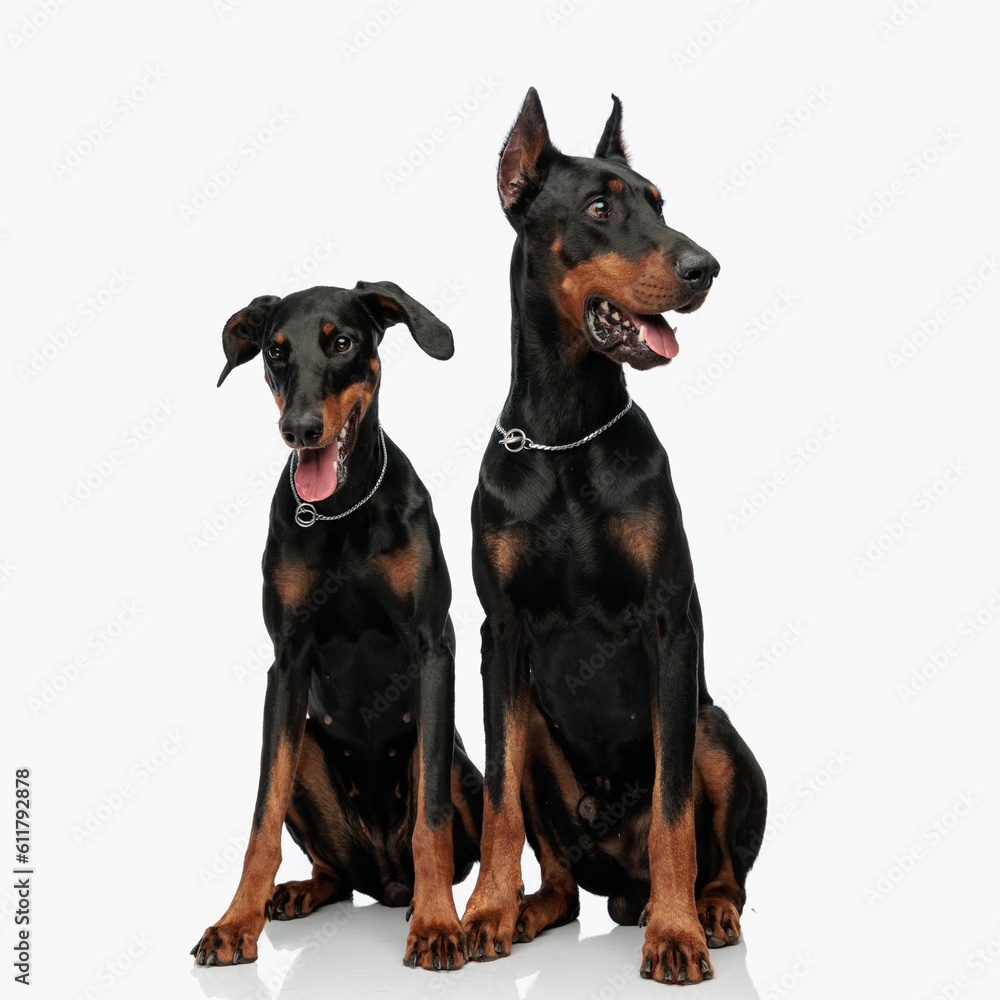 cute big dobermann dog looking to side and protecting his brother