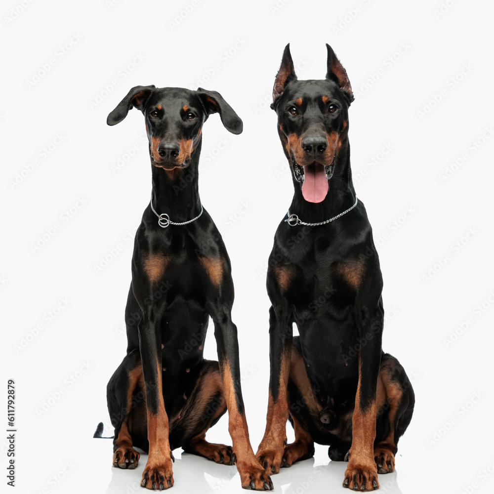 happy dobermann dog sticking out tongue and sitting next to his brother
