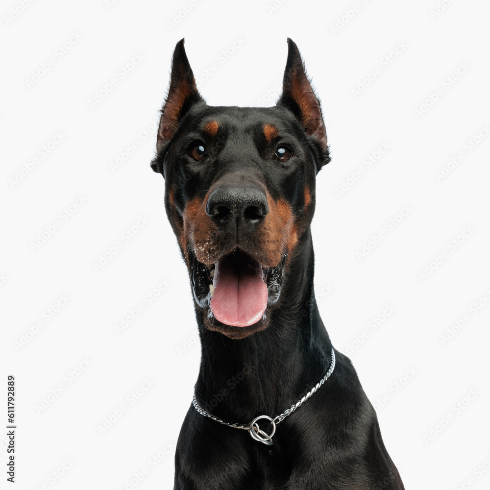portrait of happy dobermann dog sticking out tongue and panting portrait of happy dobermann dog sticking out tongue and panting