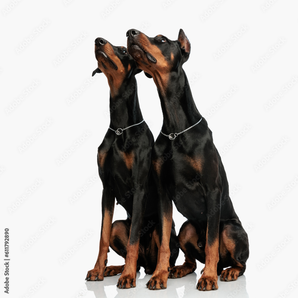 couple of two curious dobermann dogs sitting and looking up