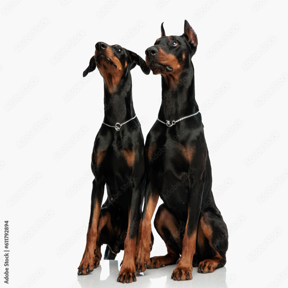 shy couple of dobermann puppies sitting and looking up in a timid way