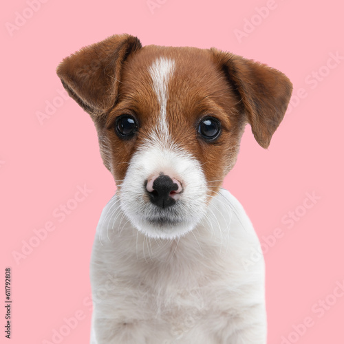 lovely small jack russell terrier dog looking forward and sitting