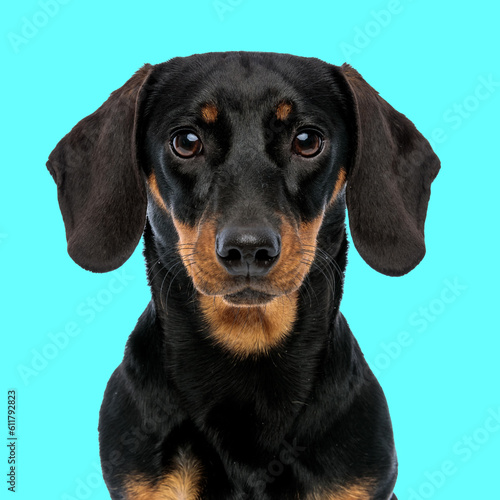 cute teckel dachshund dog looking forward and sitting © Viorel Sima