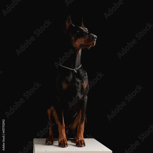 beautiful dobermann dog with silver collar looking to side Fototapet