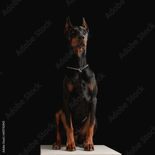 precious dobermann dog with silver collar looking up in an eager way