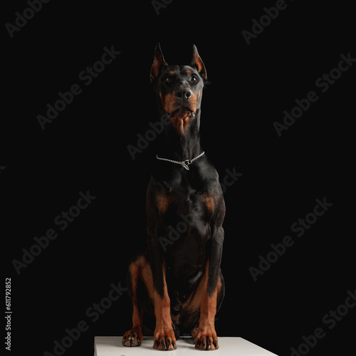 proud dobermann dog with silver collar looking up and sitting