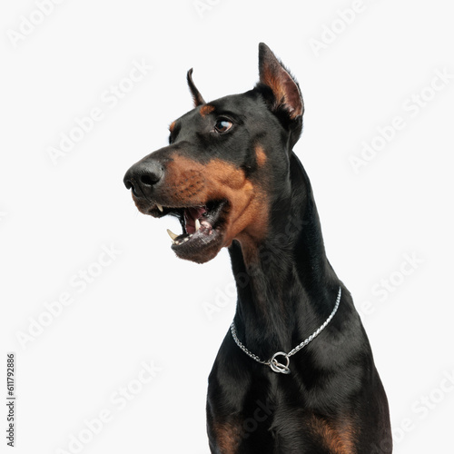 adorable dobermann dog opening mouth and looking to side