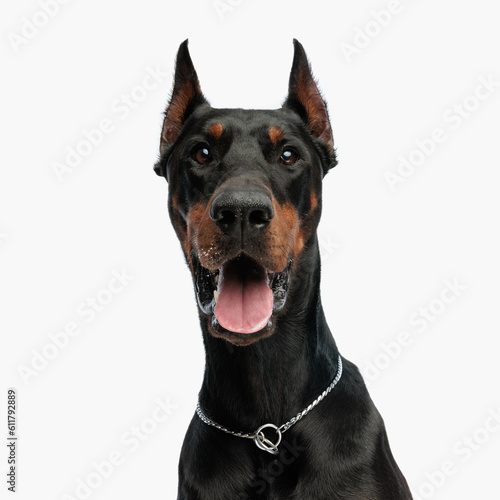 Vászonkép portrait of happy dobermann dog sticking out tongue and panting