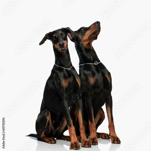Photography sweet two dobermann dogs sitting next to each other while one is looking up