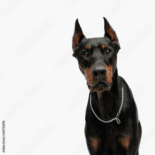 sweet dobermann dog with silver collar looking forward