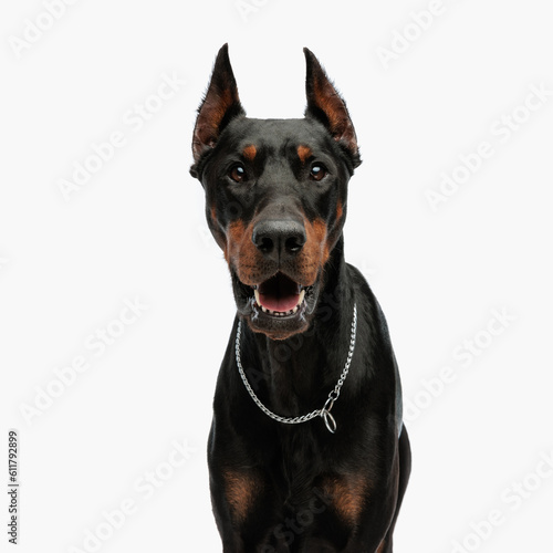 portrait of cute dobermann puppy looking forward and panting