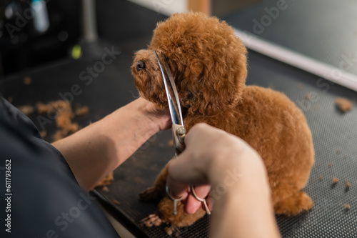 Woman trimming toy poodle with scissors in grooming salon.  photo