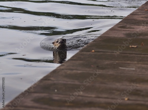 Sea otter looking up from the water