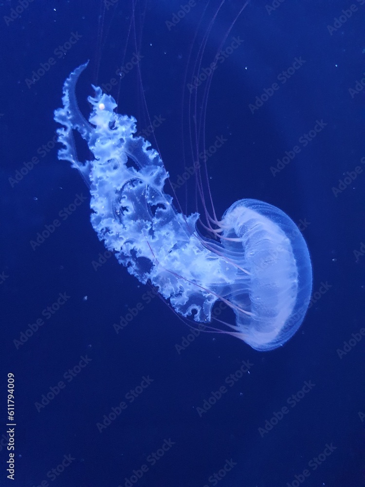 jelly fish in water jelly fish in water