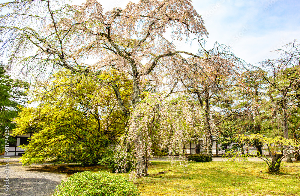 京都御所の御所庭園の枝垂桜