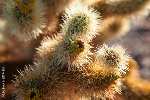 Close up of teddy bear Cholla Cactus  glowing in the sunlight