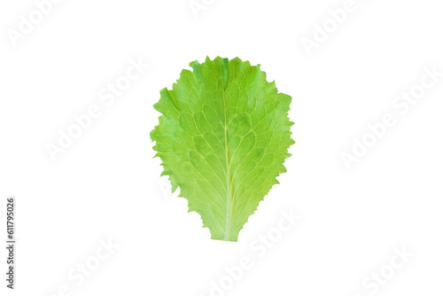Green lettuce salad leaf isolated transparent png. Lactuca sativa fresh leaf vegetable.