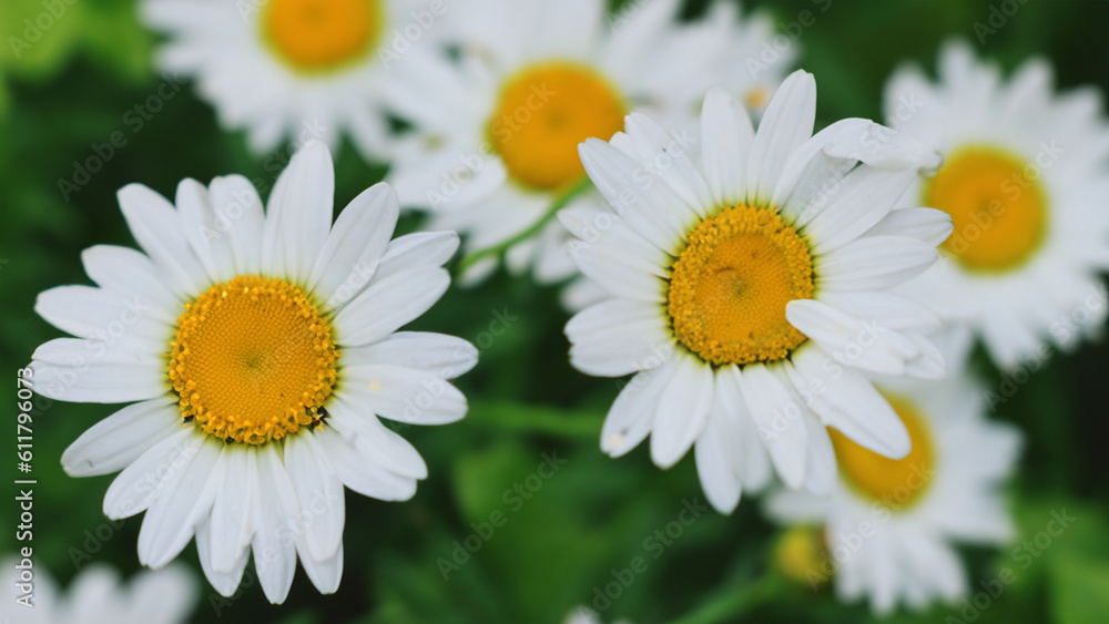 close up daisy photography in the garden - generative ai close up daisy photography in the garden - generative ai