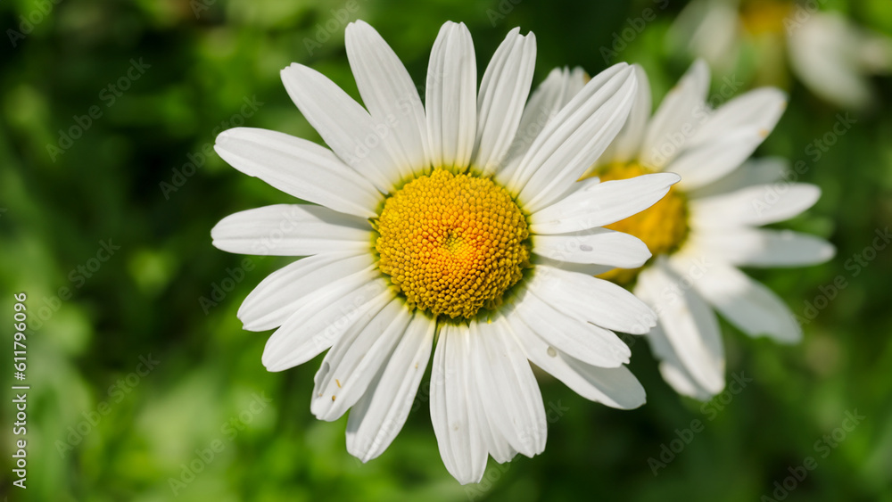 close up daisy photography in the garden - generative ai close up daisy photography in the garden - generative ai
