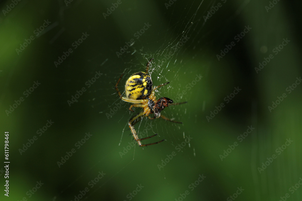 natural tetragnatha extensa spider macro photo natural tetragnatha extensa spider macro photo