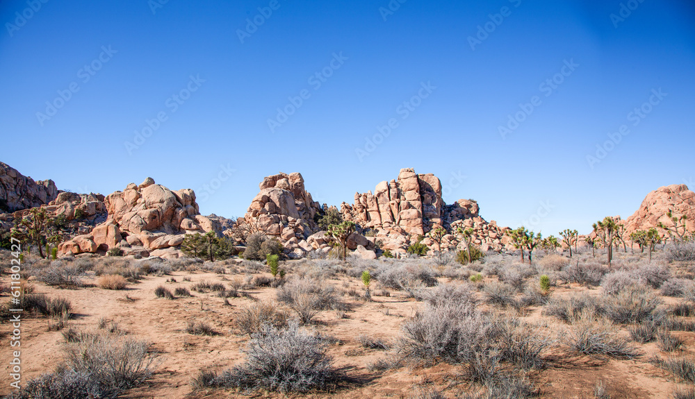 Fototapeta premium Boulder ridge and landscape filled with ancient Joshua Tree