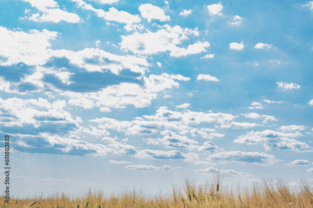 Obraz premium Wheat against a blue sky with fluffy white clouds. 