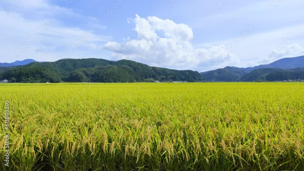 秋の庄内平野 秋の庄内平野