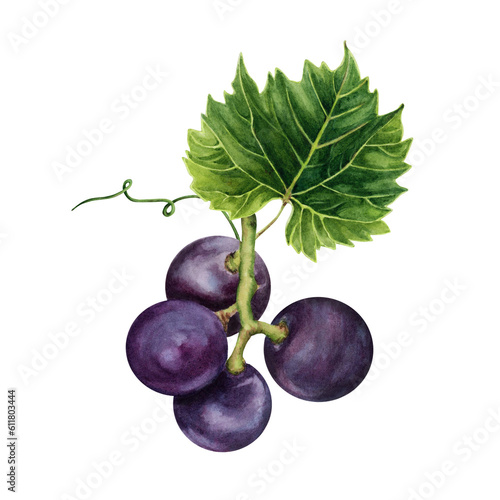 Fotografie Bunch of purple grapes with a green vine leaf